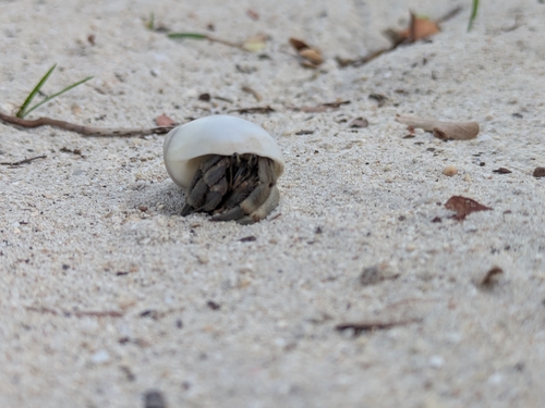 Tawny Hermit Crab