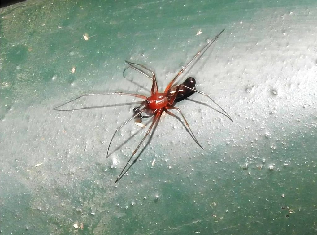 Neriene cavaleriei
