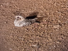 Caprimulgus asiaticus