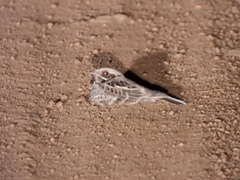 Caprimulgus asiaticus