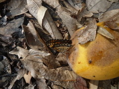 Byblia anvatara crameri