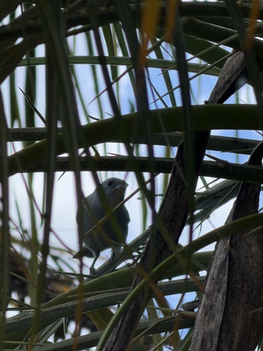 Sayaca Tanager