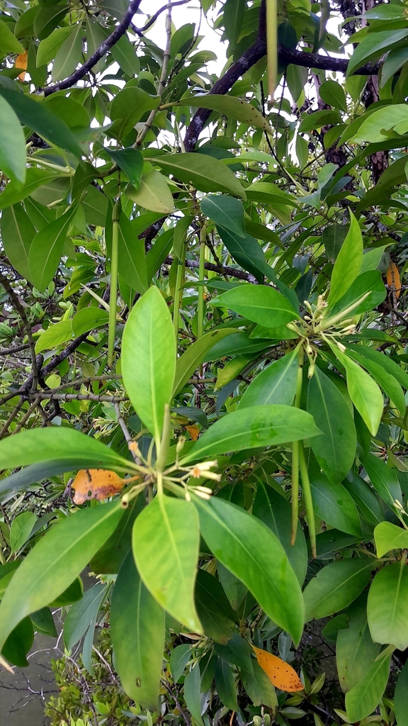 Smallflower Bruguiera (Bruguiera parviflora)