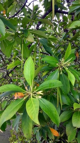 Bruguiera parviflora observed 2026-05-05