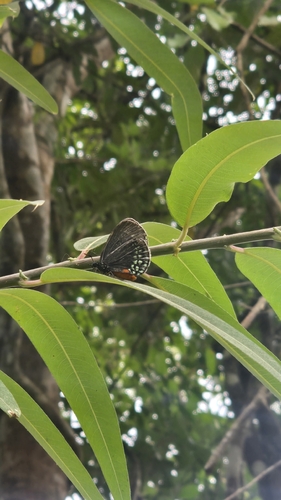 Mexican Cycadian (Eumaeus toxea)