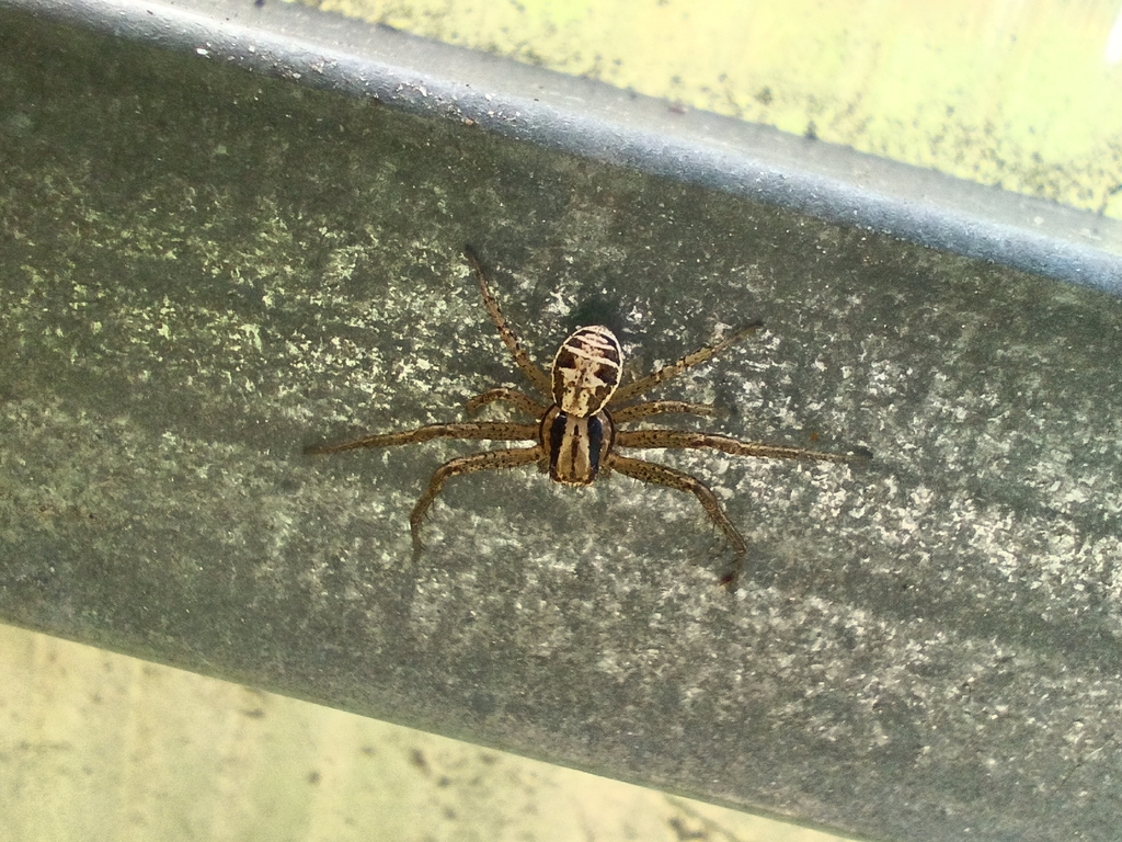 Xysticus chippewa
