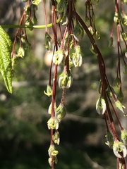 Acer negundo