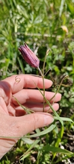 Fritillaria ruthenica, photograph (c) Екатерина Гущина, some rights reserved (CC BY)