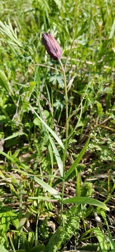 Fritillaria ruthenica, photograph 4