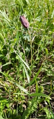 Fritillaria ruthenica, photograph (c) Екатерина Гущина, some rights reserved (CC BY)