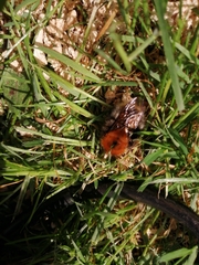 Bombus hypnorum