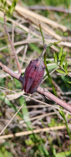 Fritillaria ruthenica, photograph 5