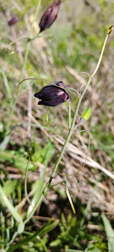 Fritillaria ruthenica, photograph 6