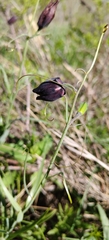 Fritillaria ruthenica, photograph (c) Екатерина Гущина, some rights reserved (CC BY)