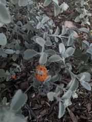 Buddleja marrubiifolia