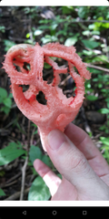 Clathrus cristatus