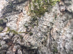 Alyxoria varia