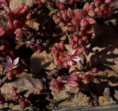 Sedum rubens
