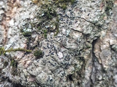 Alyxoria varia