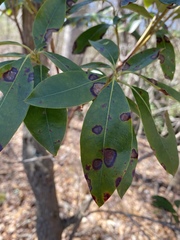 Diaporthe kalmiae