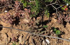 Sedum rubens