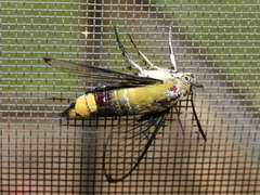 Cephonodes hylas virescens