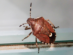 Holcostethus sphacelatus