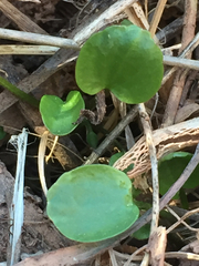 Halerpestes cymbalaria