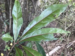 Elaeocarpus zollingeri