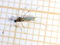Gampsocoris punctipes punctipes