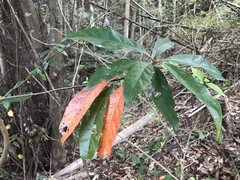Elaeocarpus zollingeri