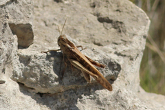 Locusta migratoria cinerascens