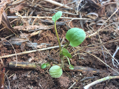 Halerpestes cymbalaria