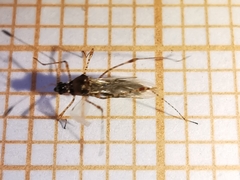 Gampsocoris punctipes punctipes