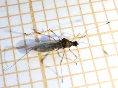 Gampsocoris punctipes punctipes