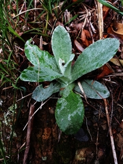 Pseudognaphalium adnatum