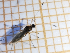 Gampsocoris punctipes punctipes