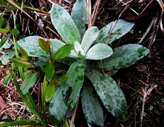 Pseudognaphalium adnatum