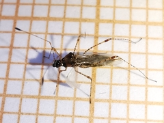 Gampsocoris punctipes punctipes