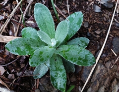 Pseudognaphalium adnatum