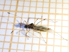 Gampsocoris punctipes punctipes