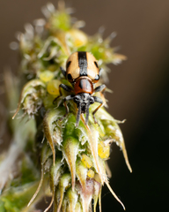 Crioceris paracenthesis