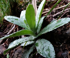 Pseudognaphalium adnatum