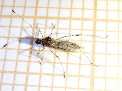 Gampsocoris punctipes punctipes