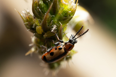 Crioceris paracenthesis