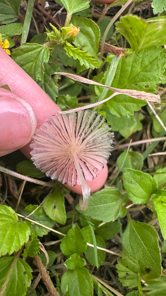 pleated inkcap · May 2026 · photo: Photo: (c) Aspen Frisch, some rights reserved (CC BY) · iNaturalist