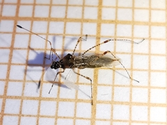 Gampsocoris punctipes punctipes