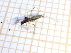 Gampsocoris punctipes punctipes