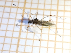 Gampsocoris punctipes punctipes