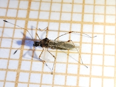 Gampsocoris punctipes punctipes